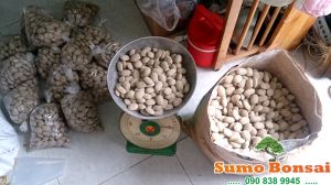 Phân Nhật Nurseryace 12-6-6 - Hạt Bàng