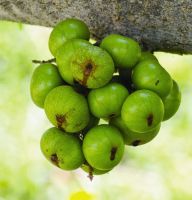 Cách làm cho cây Sung nhiều trái