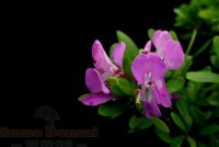 Bonsai Sân Thượng Vấn Đề Mưa - Giông