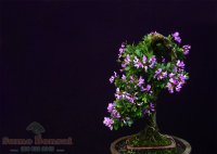 Chăm Sóc Bonsai Mini Trên Sân Thượng